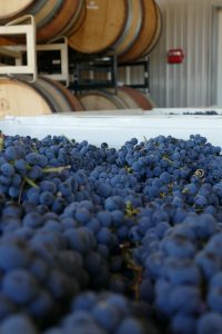 Barrels and harvested grapes