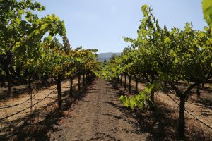 petit verdot vines